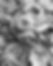 ethan-bodnar-kgC99X3WH1w-unsplash_edited.jpg